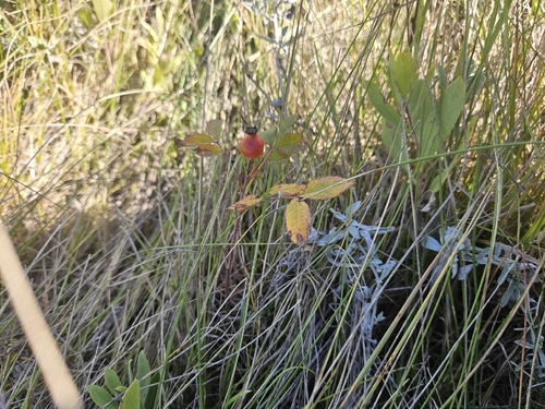prairie rose