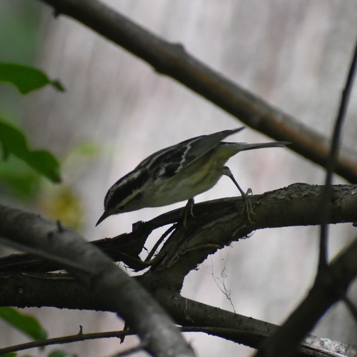 Black-and-white Warbler
