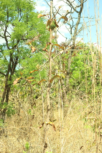 Aspidosperma macrocarpon observed 2026-09-18