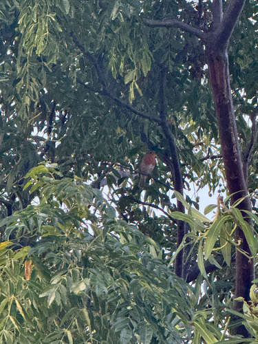 European Robin
