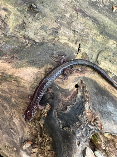 Eastern Red-backed Salamander