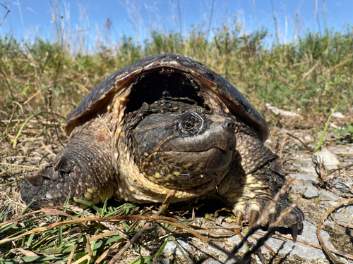 Common Snapping Turtle