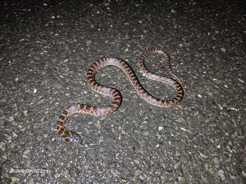Red-banded Snake