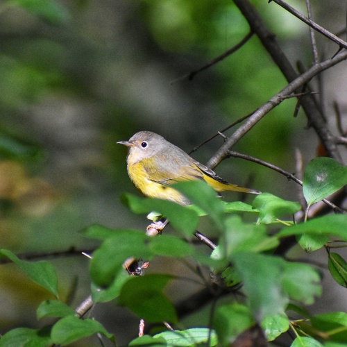Nashville Warbler