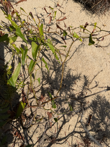 Rough Bindweed
