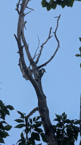 Hairy Woodpecker