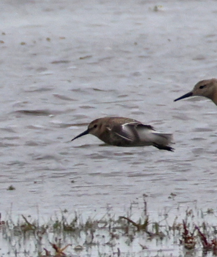 Dunlin