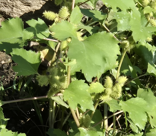 common cocklebur