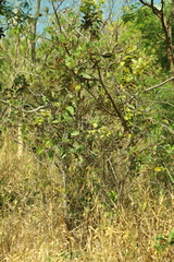 Brosimum gaudichaudii