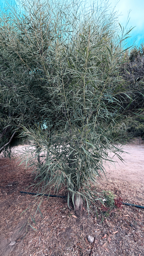 golden wreath wattle