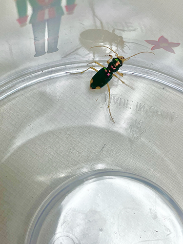 Carolina Metallic Tiger Beetle