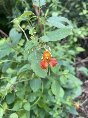 common jewelweed