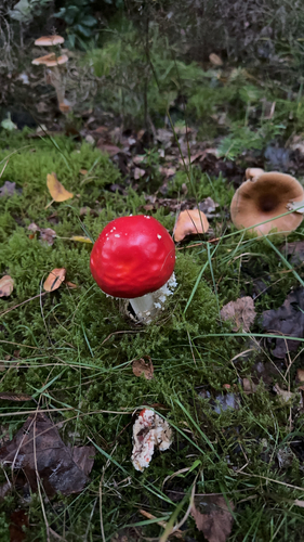 Fly Agaric