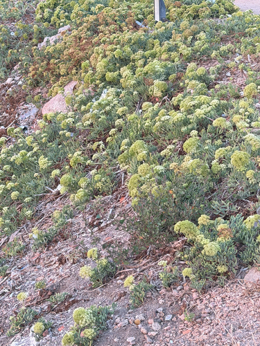 rock samphire