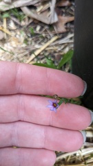 Sisyrinchium micranthum, photograph author not stated, no rights reserved