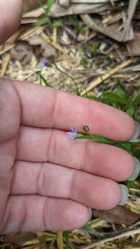 Sisyrinchium micranthum, photograph 3
