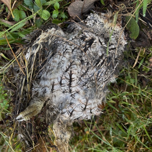 Eastern Screech-Owl