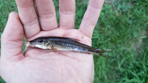 Common Gudgeon
