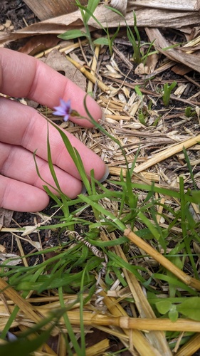 Sisyrinchium micranthum, photograph 5