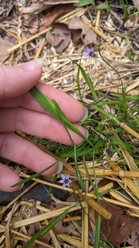 Sisyrinchium micranthum, photograph 4