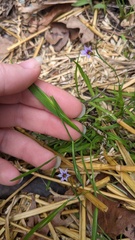 Sisyrinchium micranthum, photograph author not stated, no rights reserved