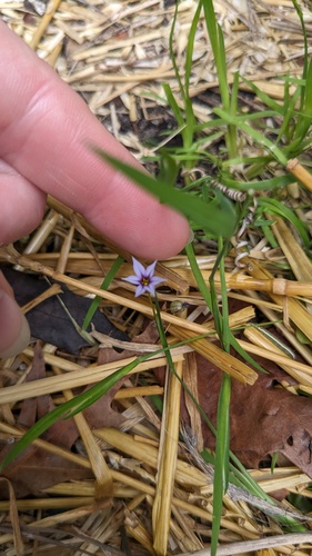 Sisyrinchium micranthum, photograph 6