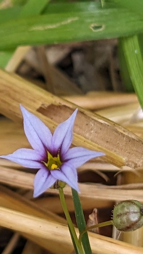 Sisyrinchium micranthum, photograph 1