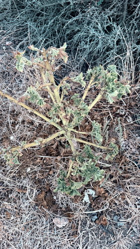 Tree Mallow