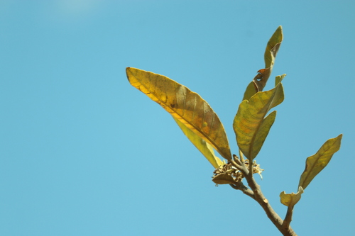 Aspidosperma macrocarpon observed 2026-09-18