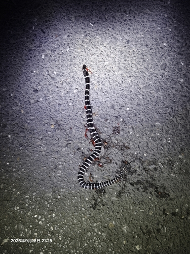 Many-banded Krait