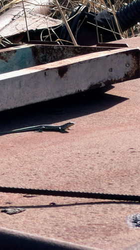 Tyrrhenian Wall Lizard