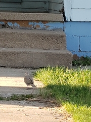 Streptopelia decaocto