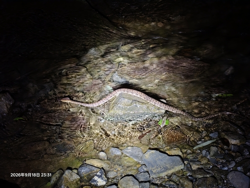 Brown spotted pitviper