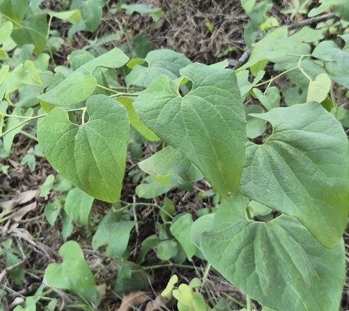 Birthwort