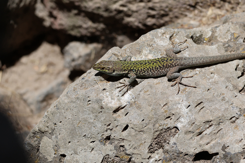 Italian Wall Lizard