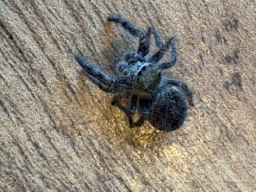 Grayish Jumping Spider