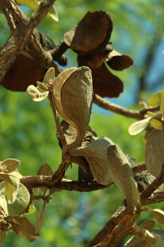 Aspidosperma macrocarpon