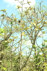 Aspidosperma macrocarpon, photograph (c) Wallace Carneiro Almeida, some rights reserved (CC BY-SA)