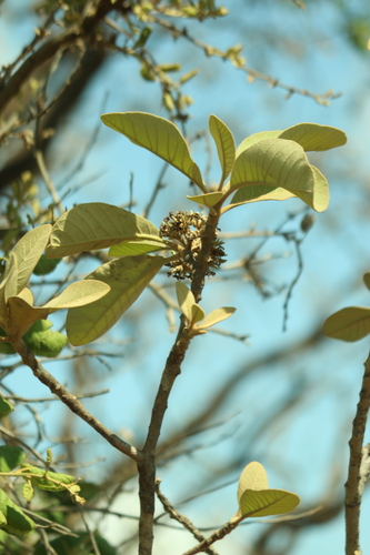 Aspidosperma macrocarpon, photograph 3