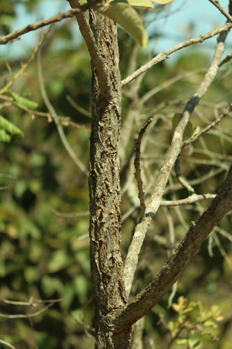 Aspidosperma macrocarpon, photograph 4
