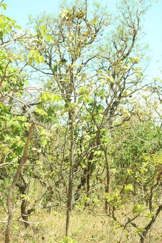 Aspidosperma macrocarpon, photograph 5