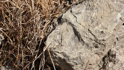 Tyrrhenian Wall Lizard