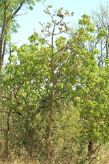 Aspidosperma macrocarpon, photograph (c) Wallace Carneiro Almeida, some rights reserved (CC BY-SA)