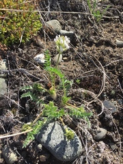 Oxytropis borealis viscida