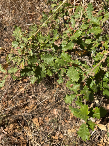 downy oak