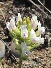 Oxytropis borealis viscida