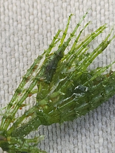 Chara zeylanica observed 2026-09-18