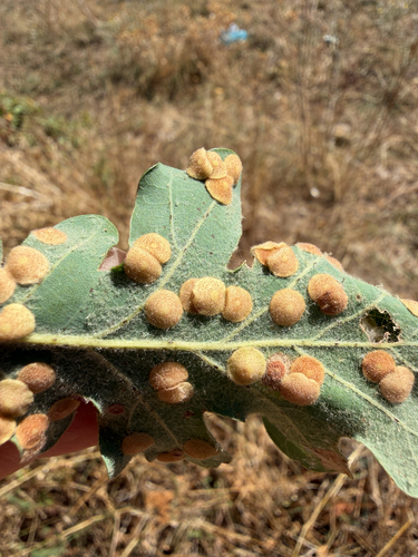 Common Spangle Gall Wasp