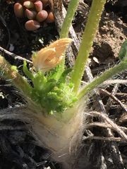 Oxytropis borealis viscida