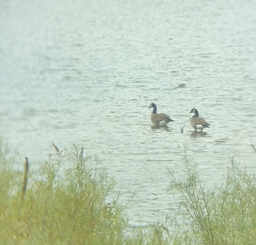 Canada Goose